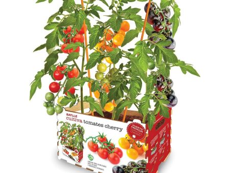 Cultivation Set Batlle Fresh Tomatoes 30 x 19,5 x 16,2 cm Sale